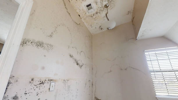Mold Odor Removal Services in Greenville, GA