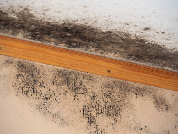 Best Commercial Mold Inspection  in Greenville, GA